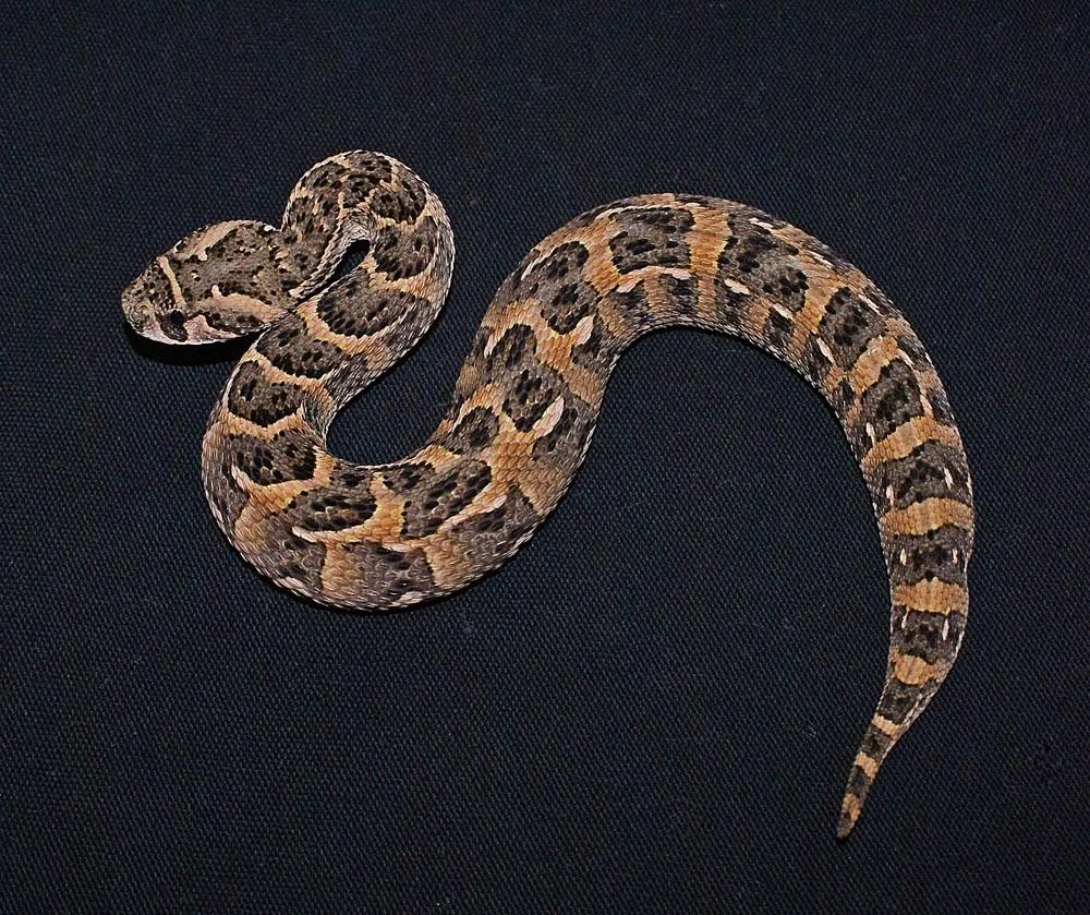 Puff Adder Pics Reptile Forums